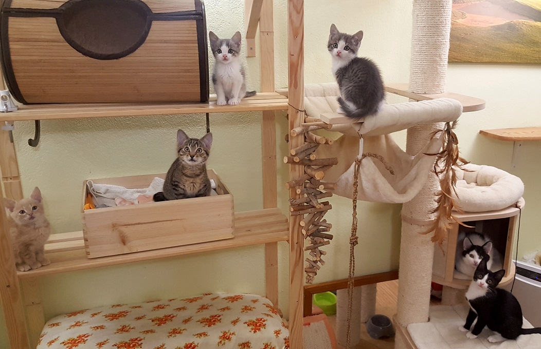 Útulek LuckyCats foto 1