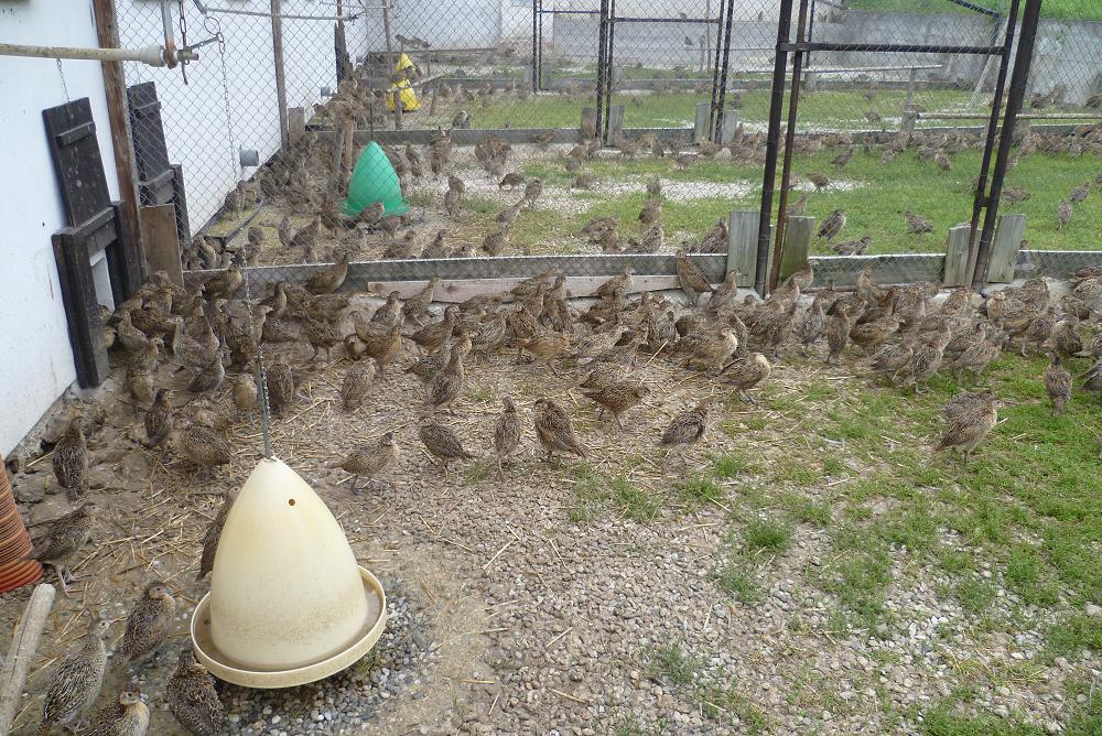 PROLOV s.r.o. - Bažantnice Pohoří foto 2