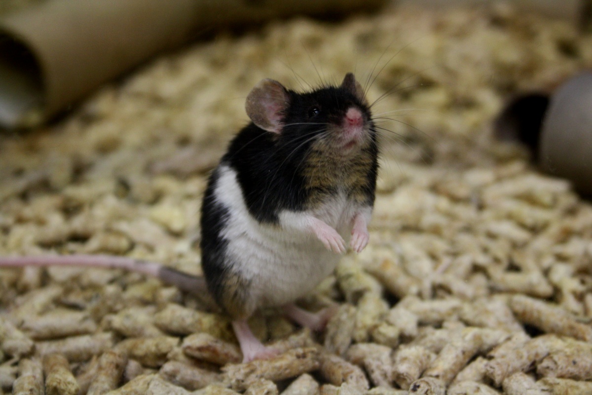 Hafani.cz - kamenná prodejna foto 5