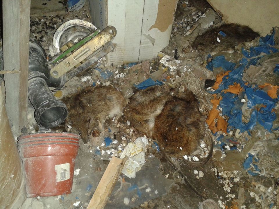 Deratizace Konečný - MK Deratizace foto 5