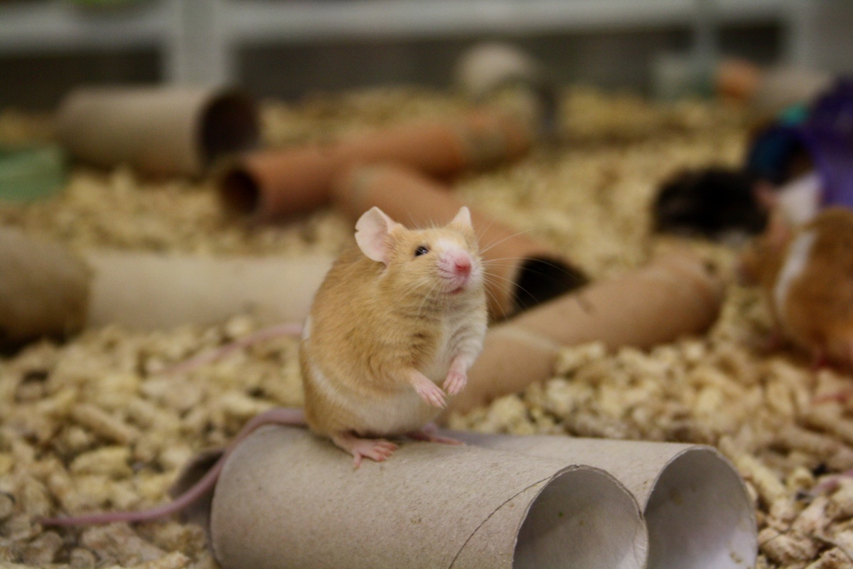 Hafani.cz - kamenná prodejna foto 6