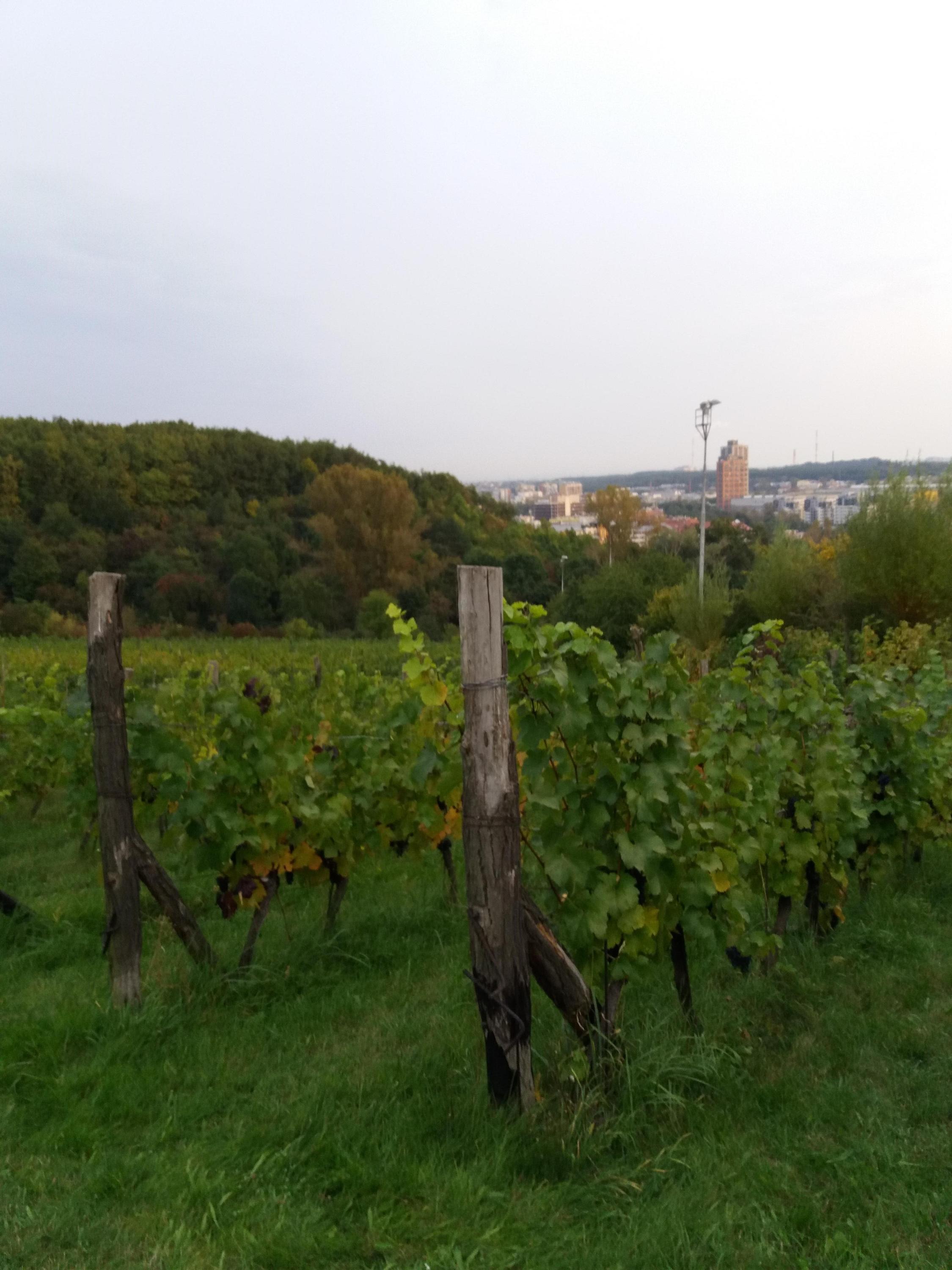 Vinice Máchalka