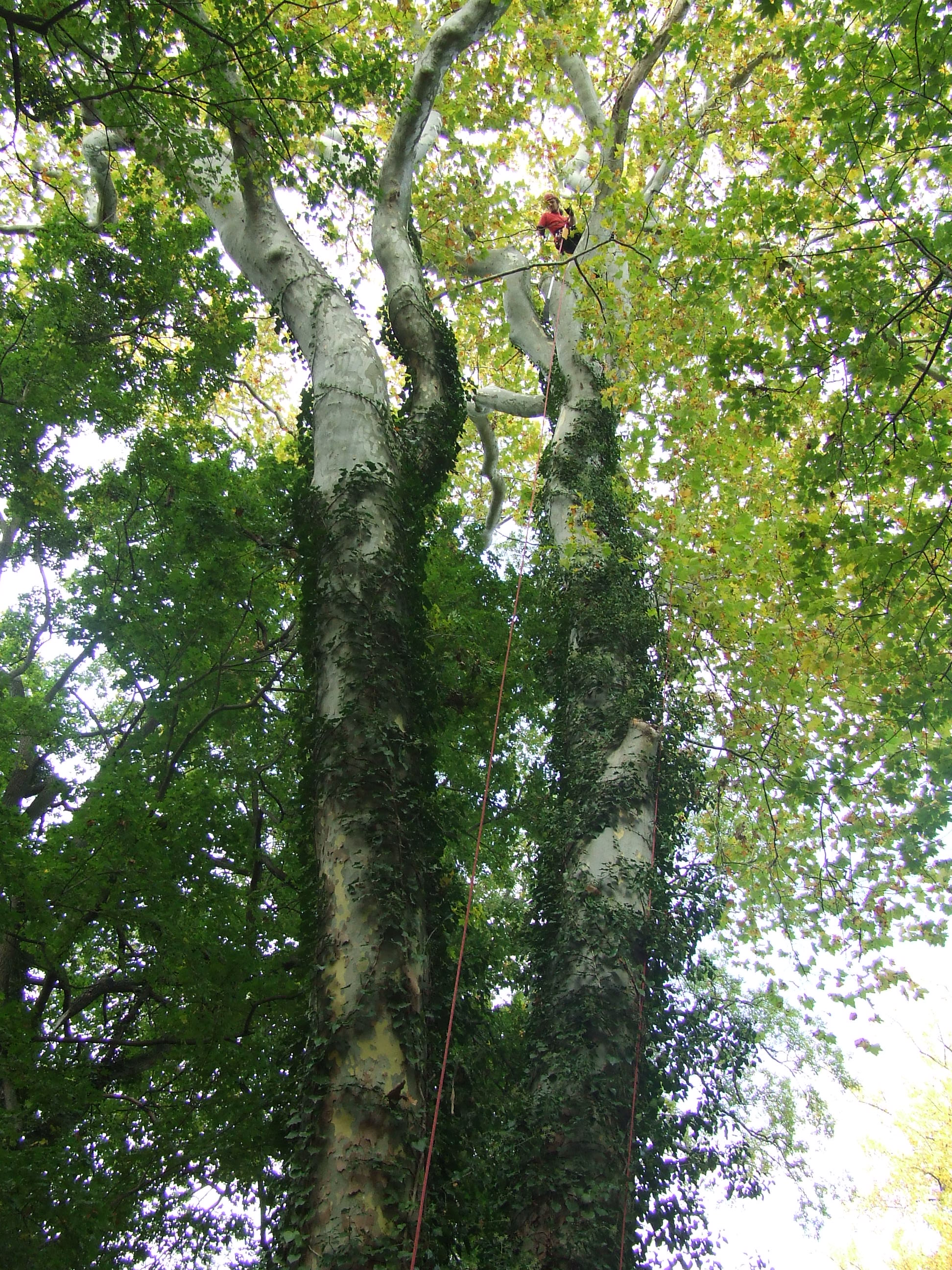 Zdravé stromy - Peter Dobranský foto 2