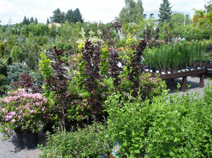 Zahradnictví SAFRO Milan Havlis foto 4