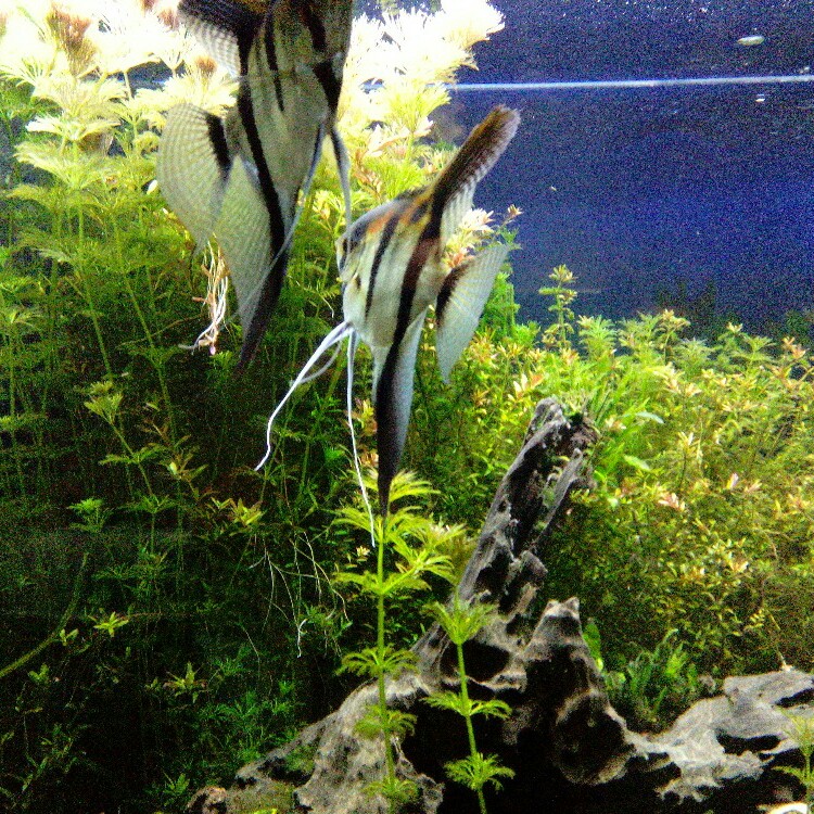 Akvárium servis foto 2