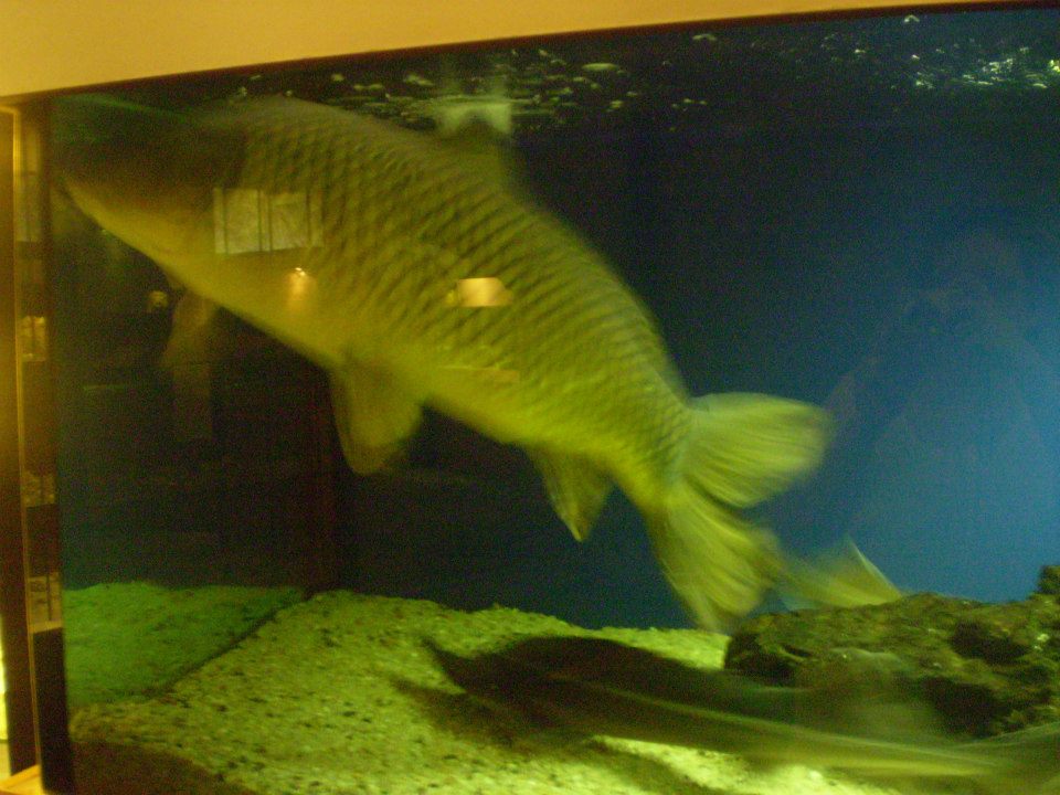 Palác Kinských – Národní galerie Praha foto 3