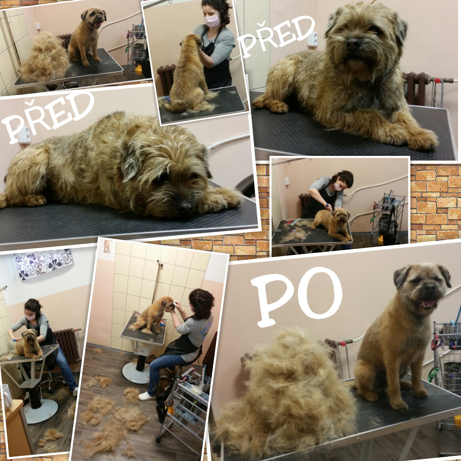 Salon pro psy Gábi foto 3
