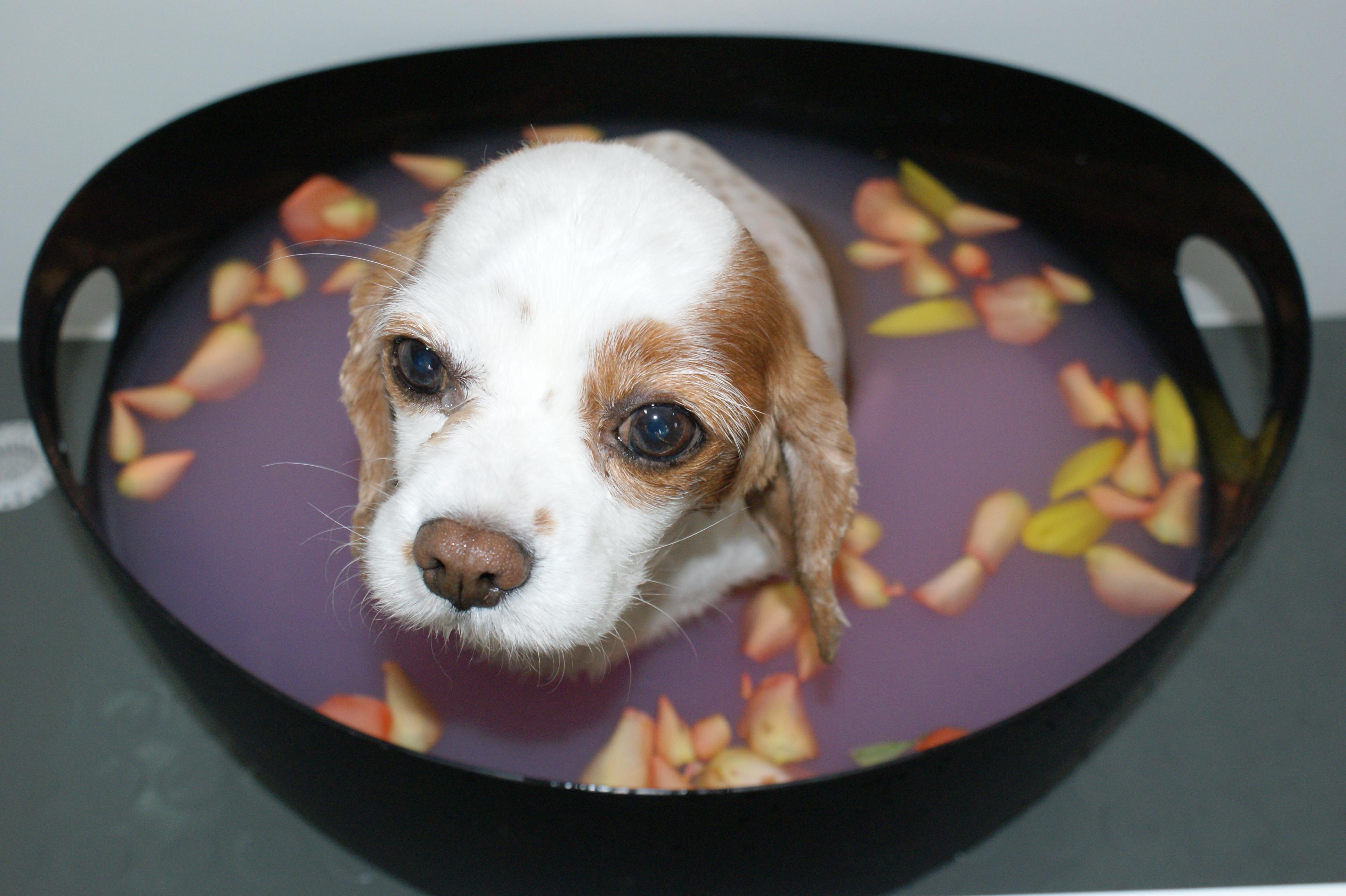 WELLPES psí lázně