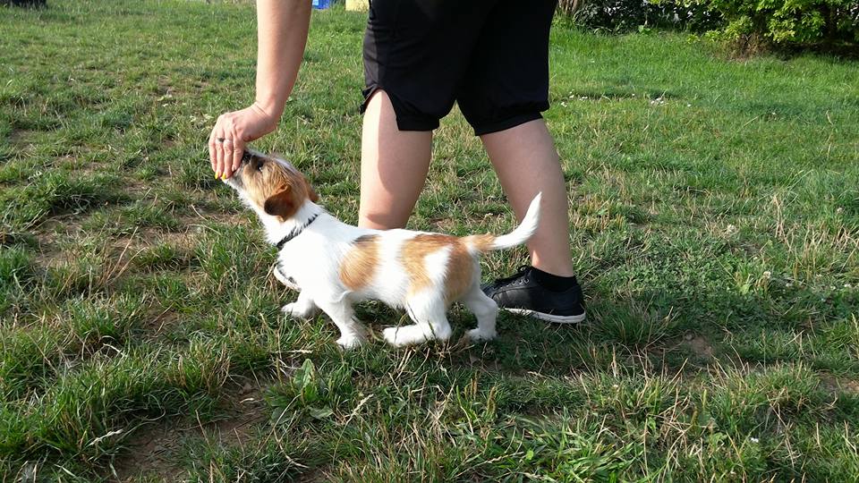 DogUniversal foto 3