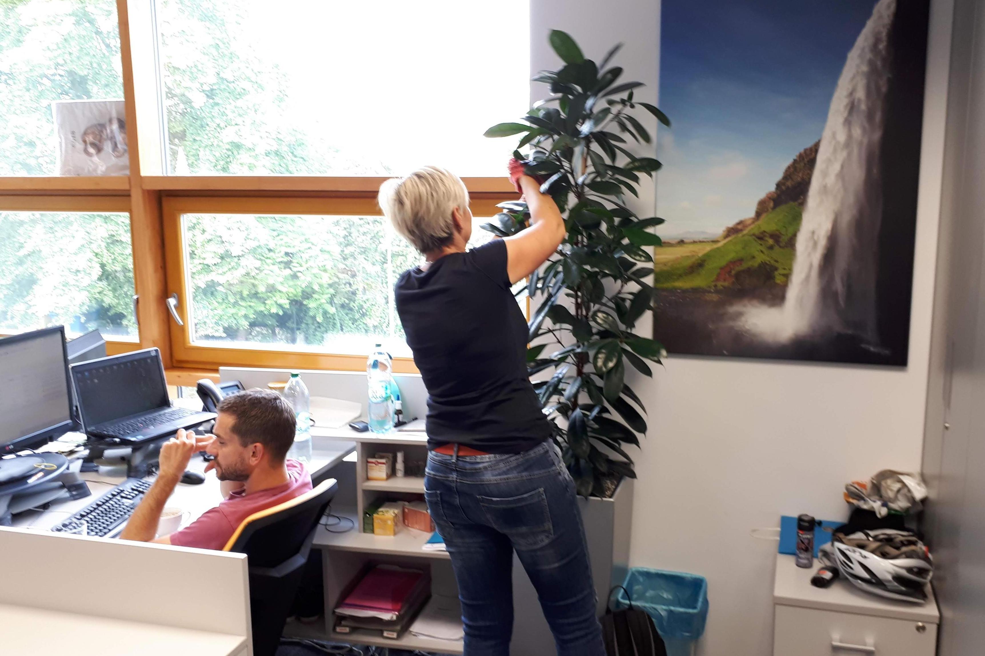 Lande - rostliny do kanceláří