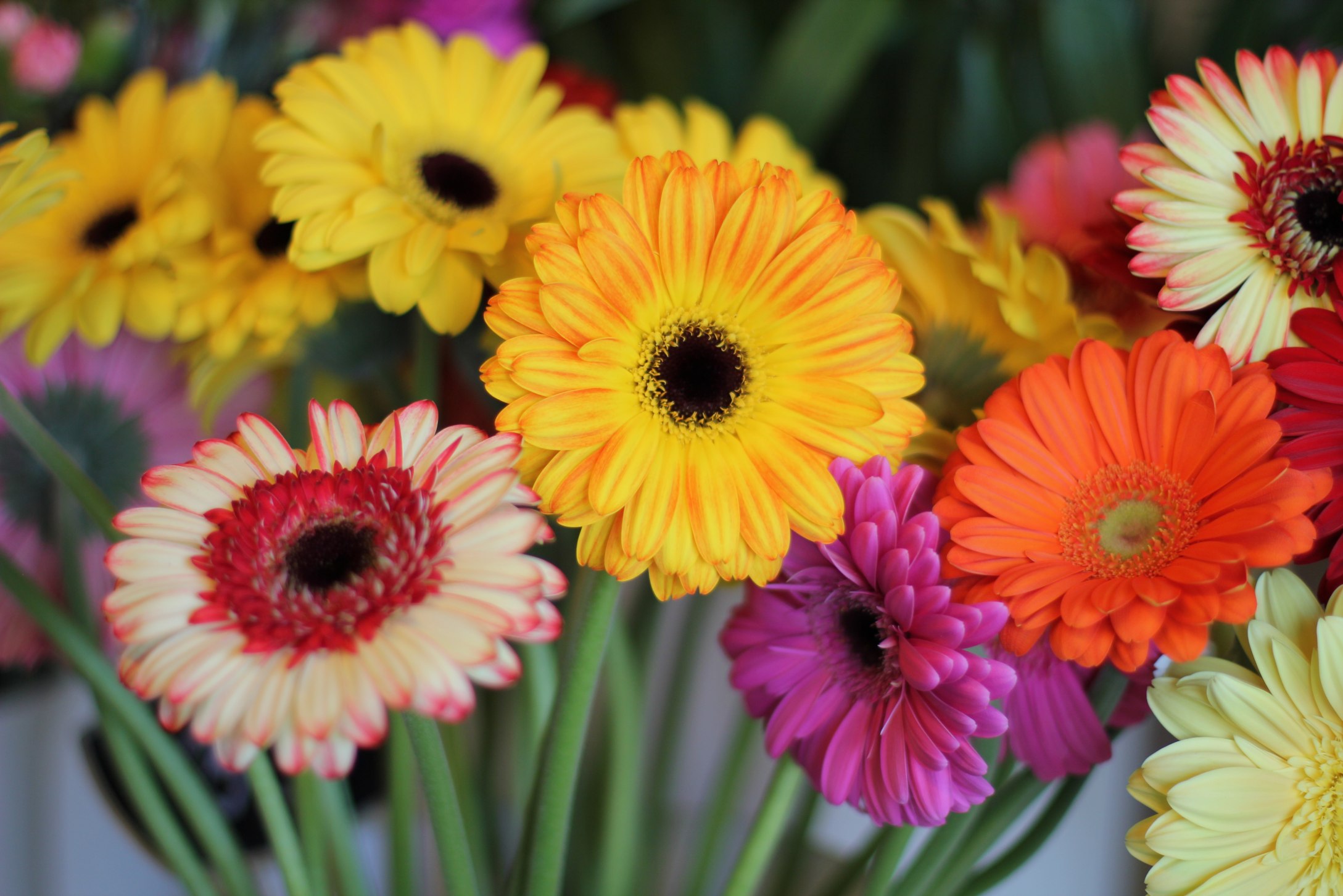 ZAHRADNICTVÍ PÍSEK, s.r.o. foto 4