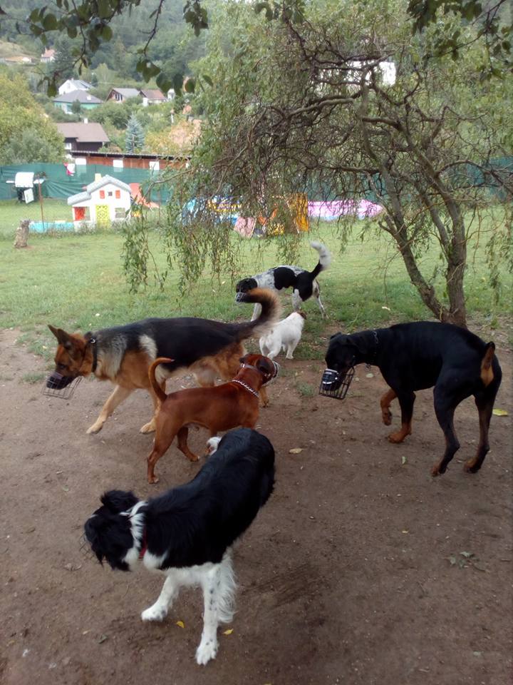 Miroslav Valentin - Hotel pro psy foto 4