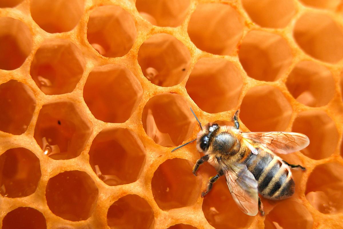 Koudelkova včelí farma