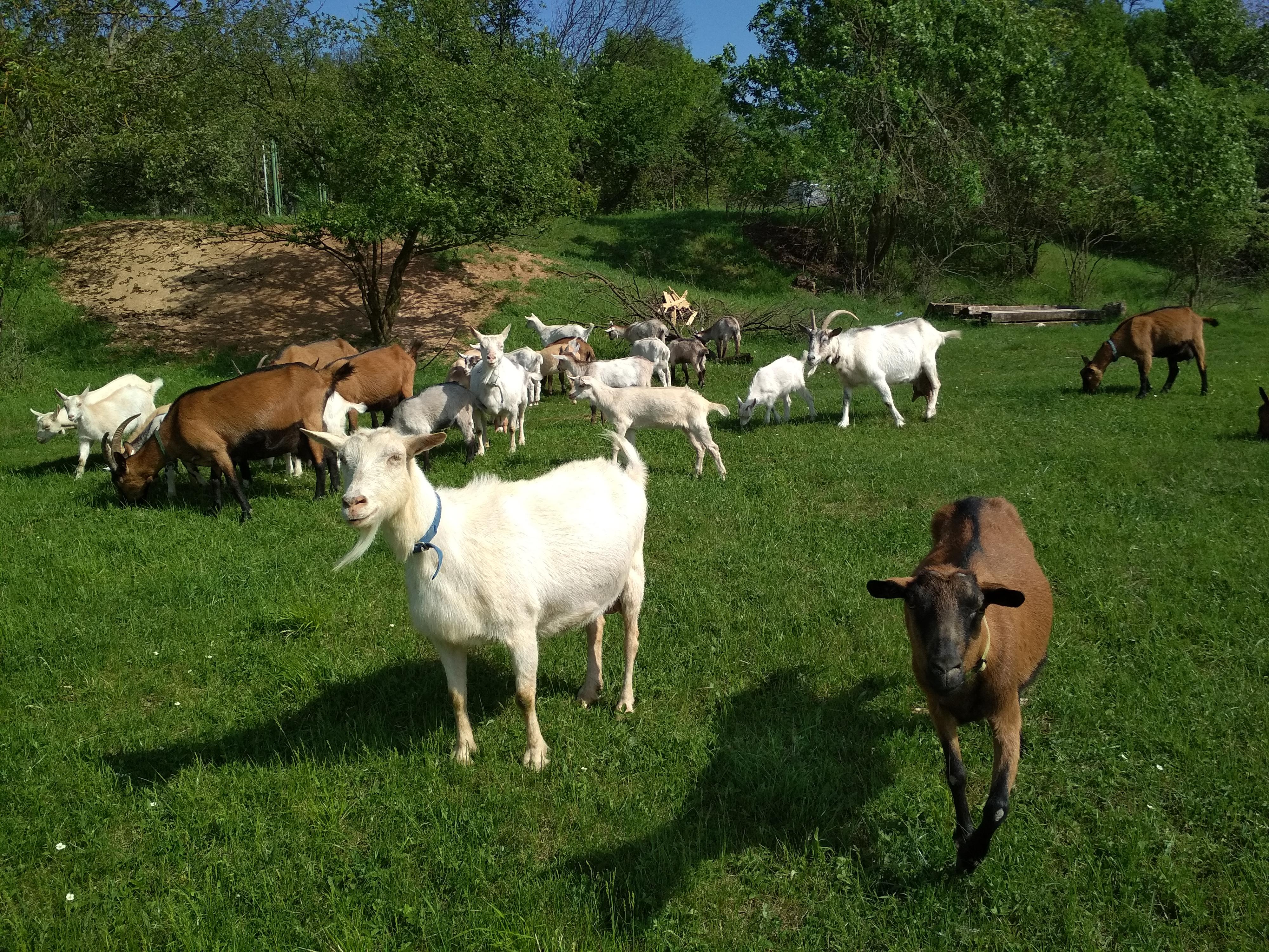 Občerstvení Na Kamenné Horce foto 4