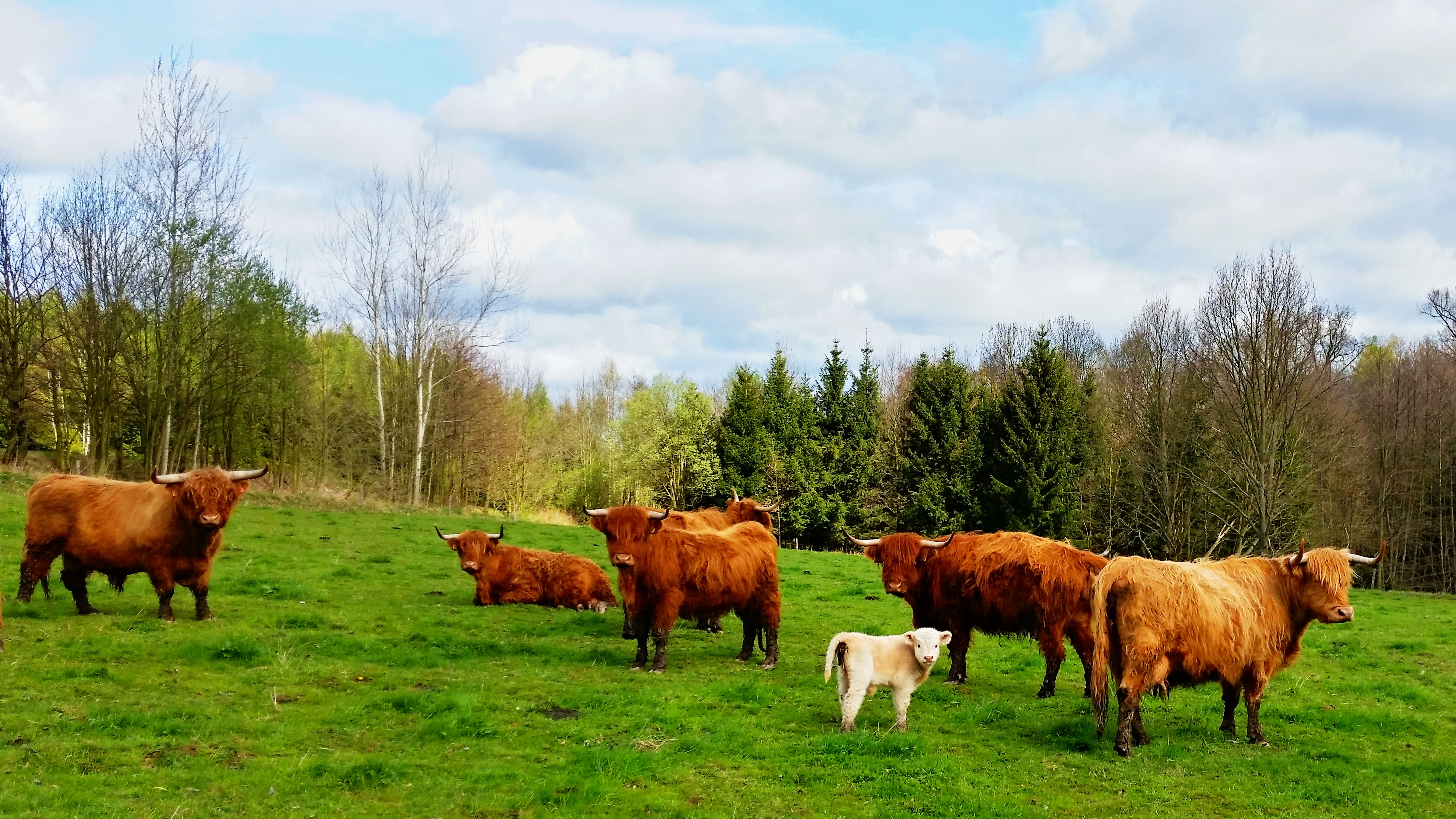 Restaurace Zámecký dvůr Černousy foto 4