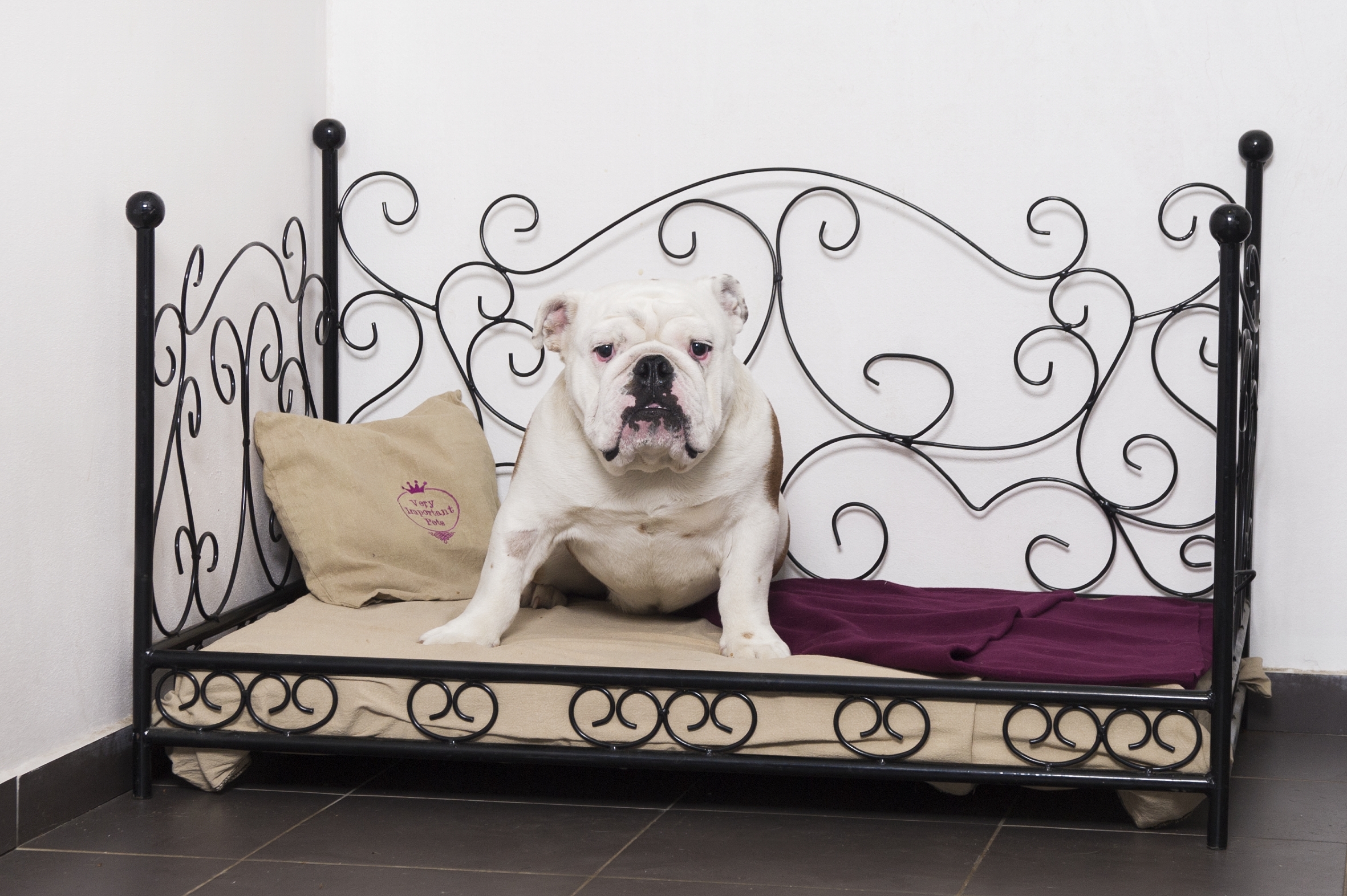 VIP Pets foto 4