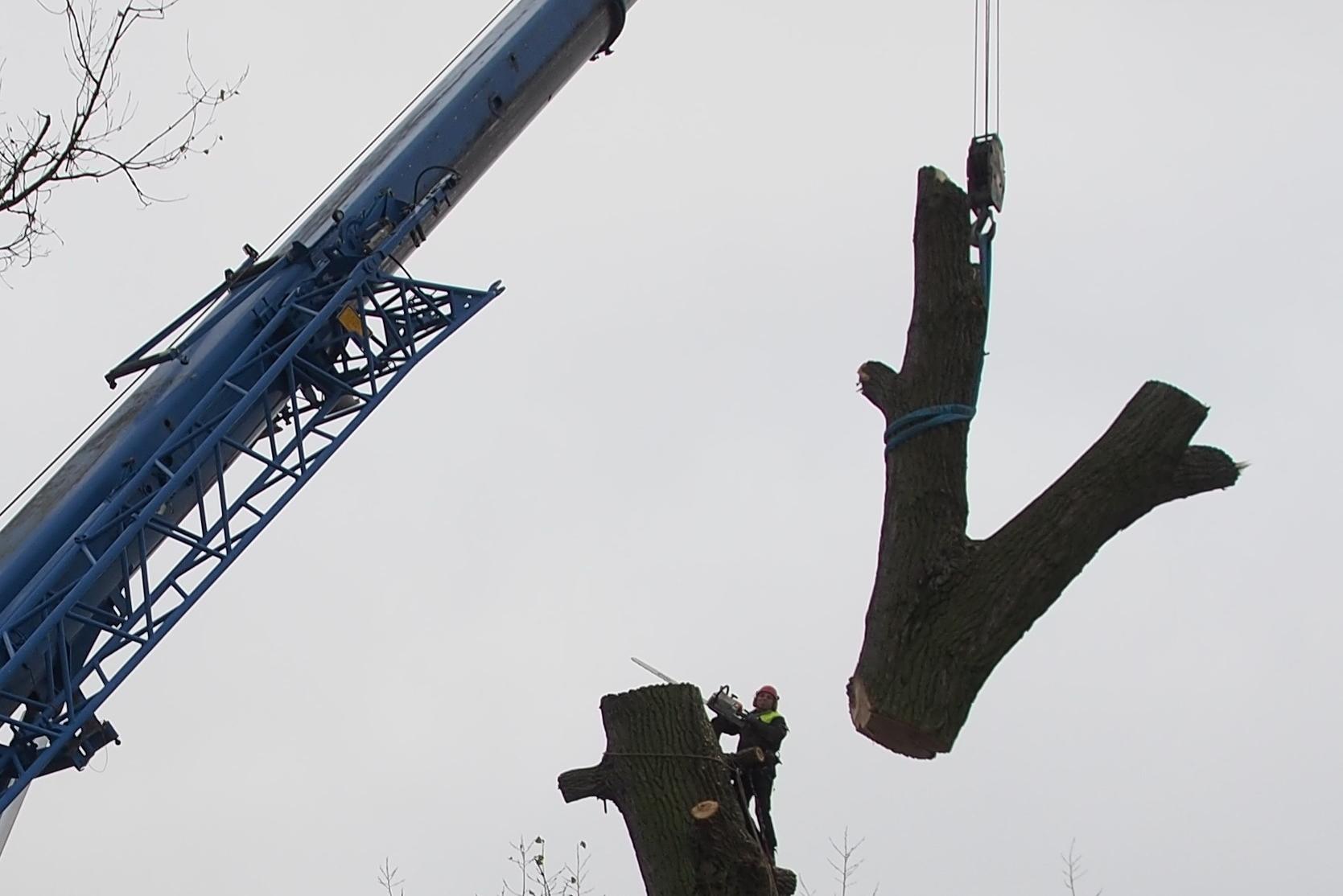 Arbolez - Kamil Franc