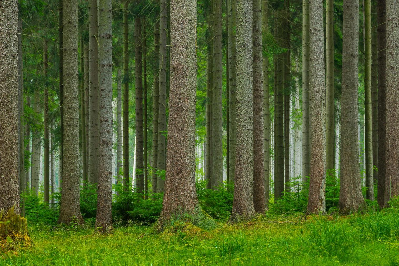 Ondřej Skalský - Služby v lesním hospodářství
