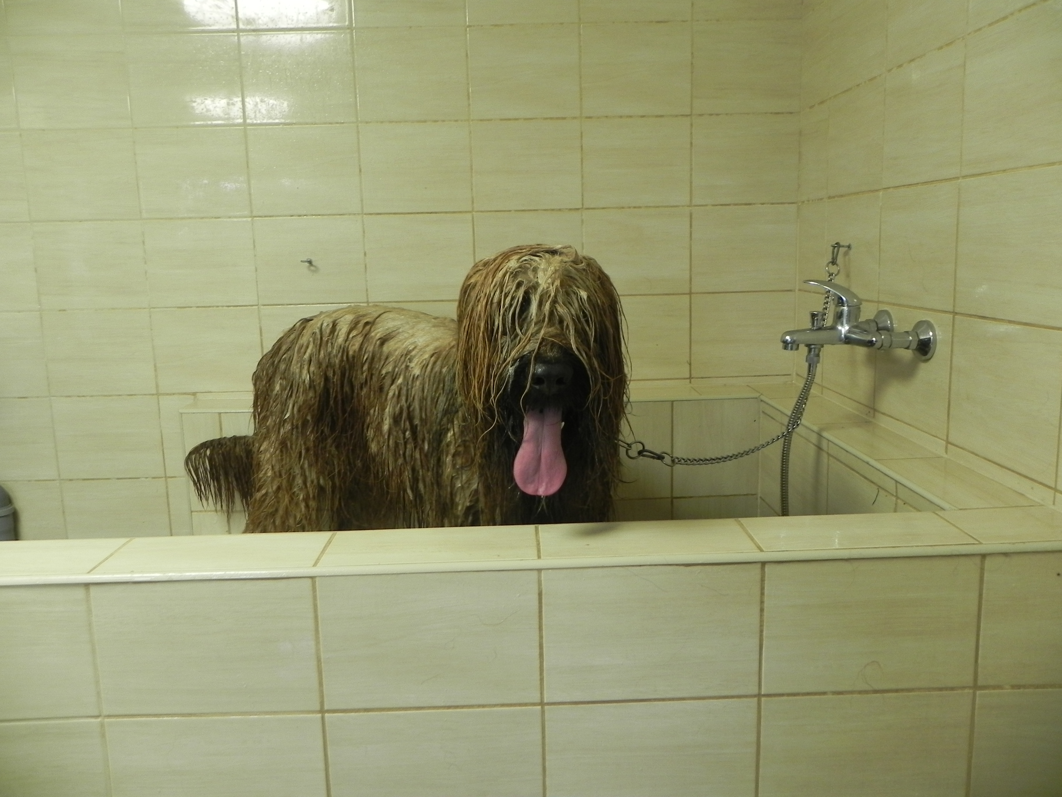 psí salon Sixi foto 3