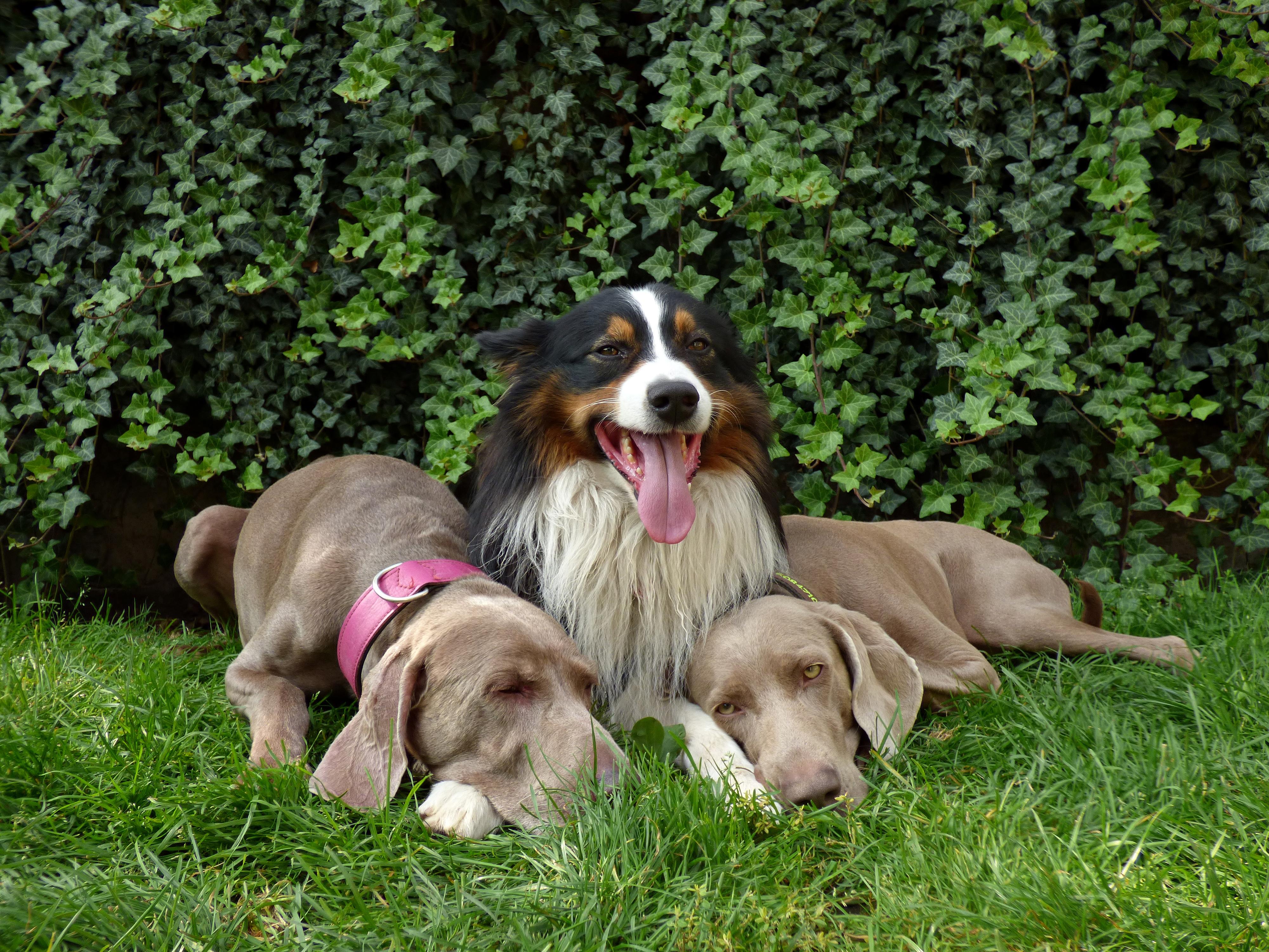 DOG'S SERVICE® foto 3