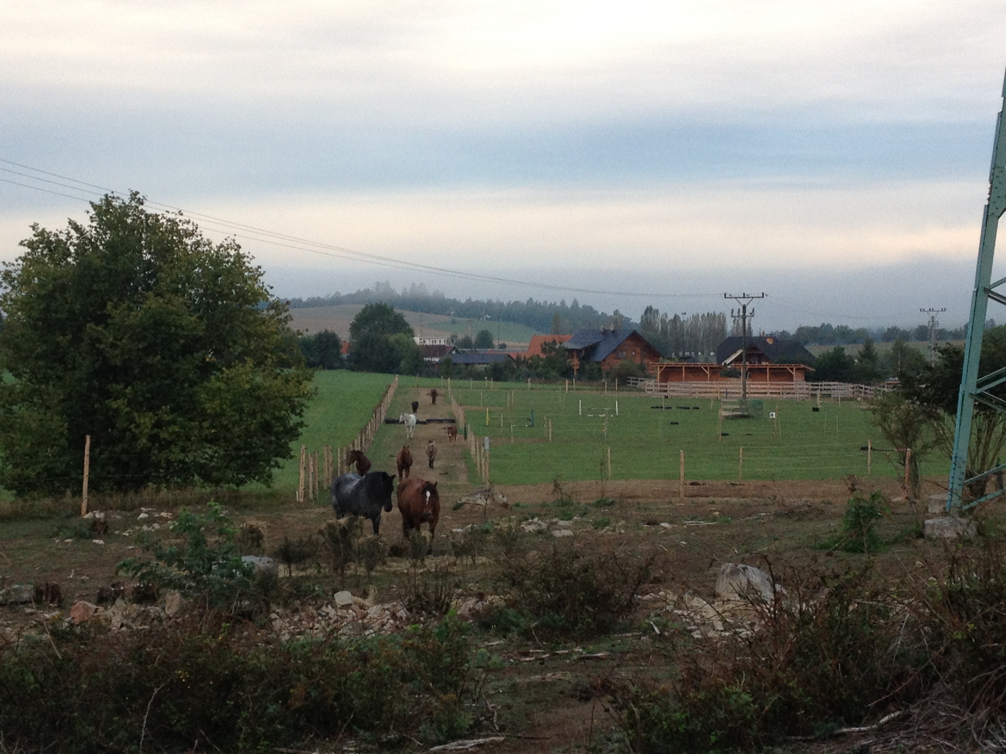 PineTree Pony Farm, z.s. foto 1