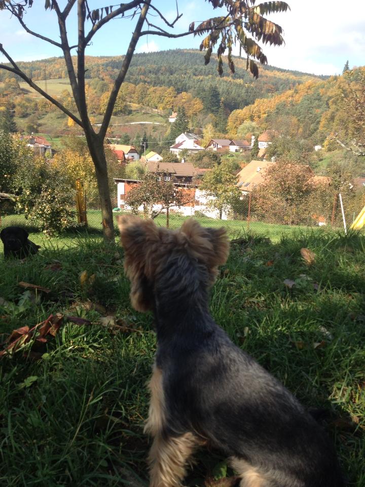 Miroslav Valentin - Hotel pro psy foto 2