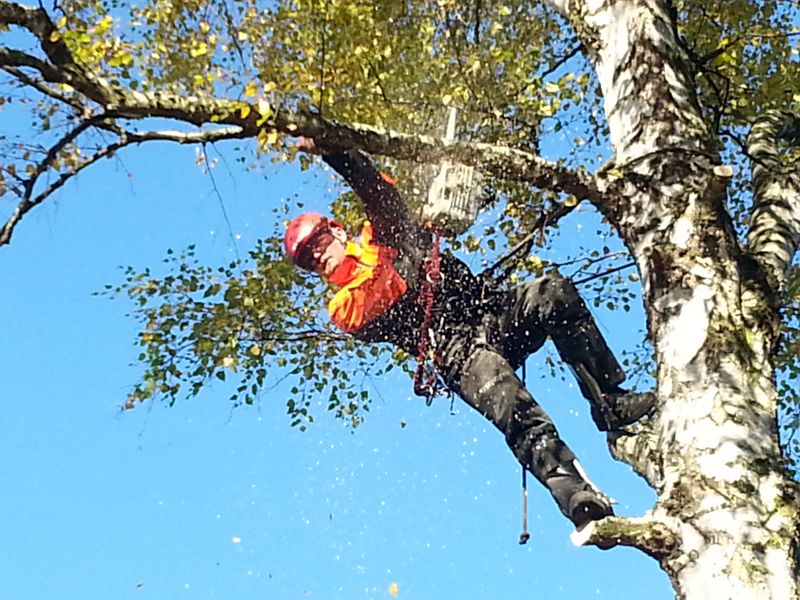 Arboeu s.r.o. foto 2