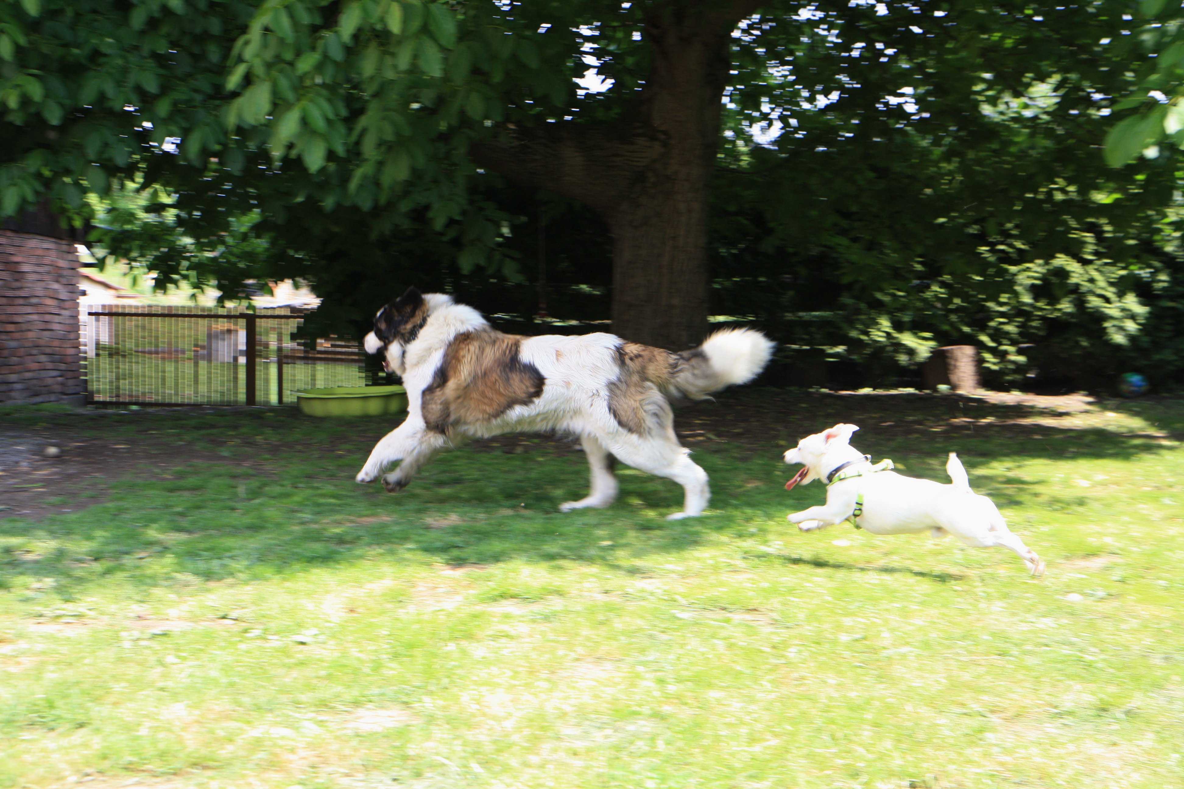 Psí školka Pod Ořechem foto 4