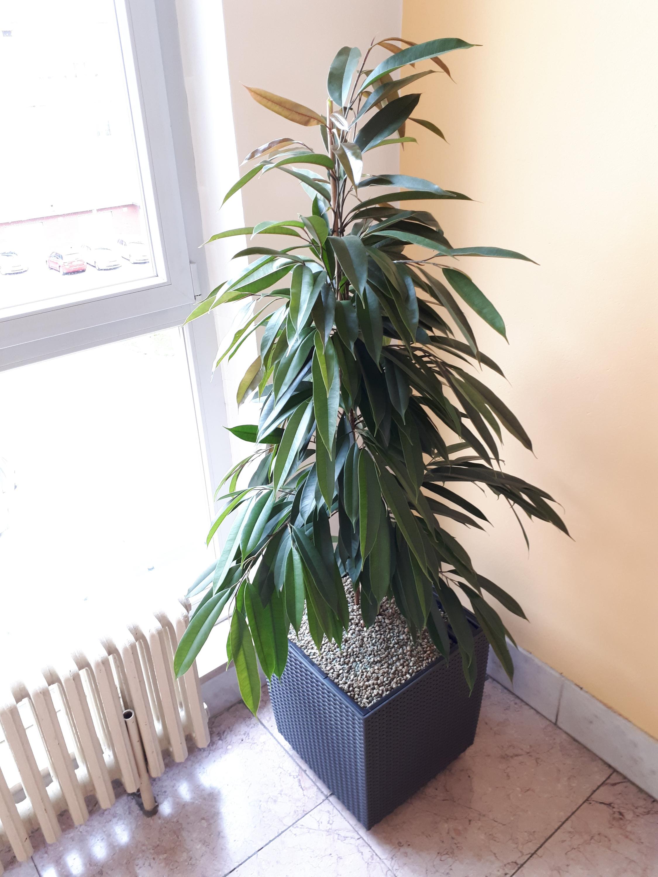 Lande - rostliny do kanceláří foto 2