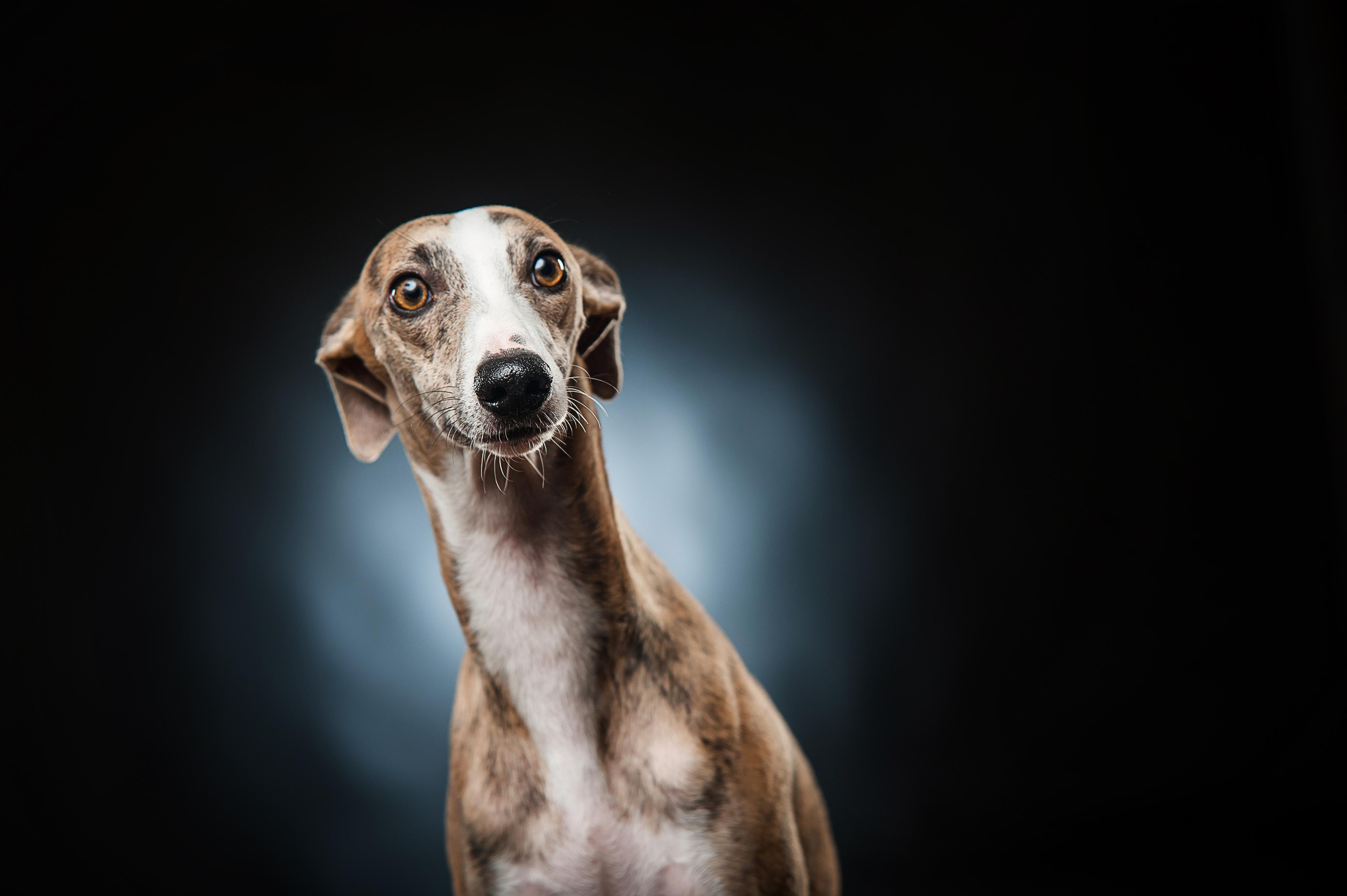 DOG SALON foto 2
