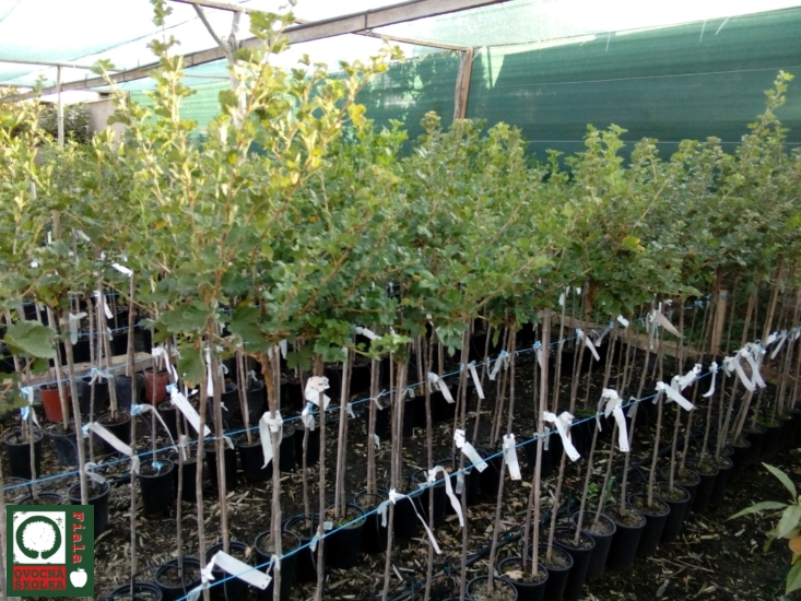 OVOCNÁ ŠKOLKA Fiala foto 4