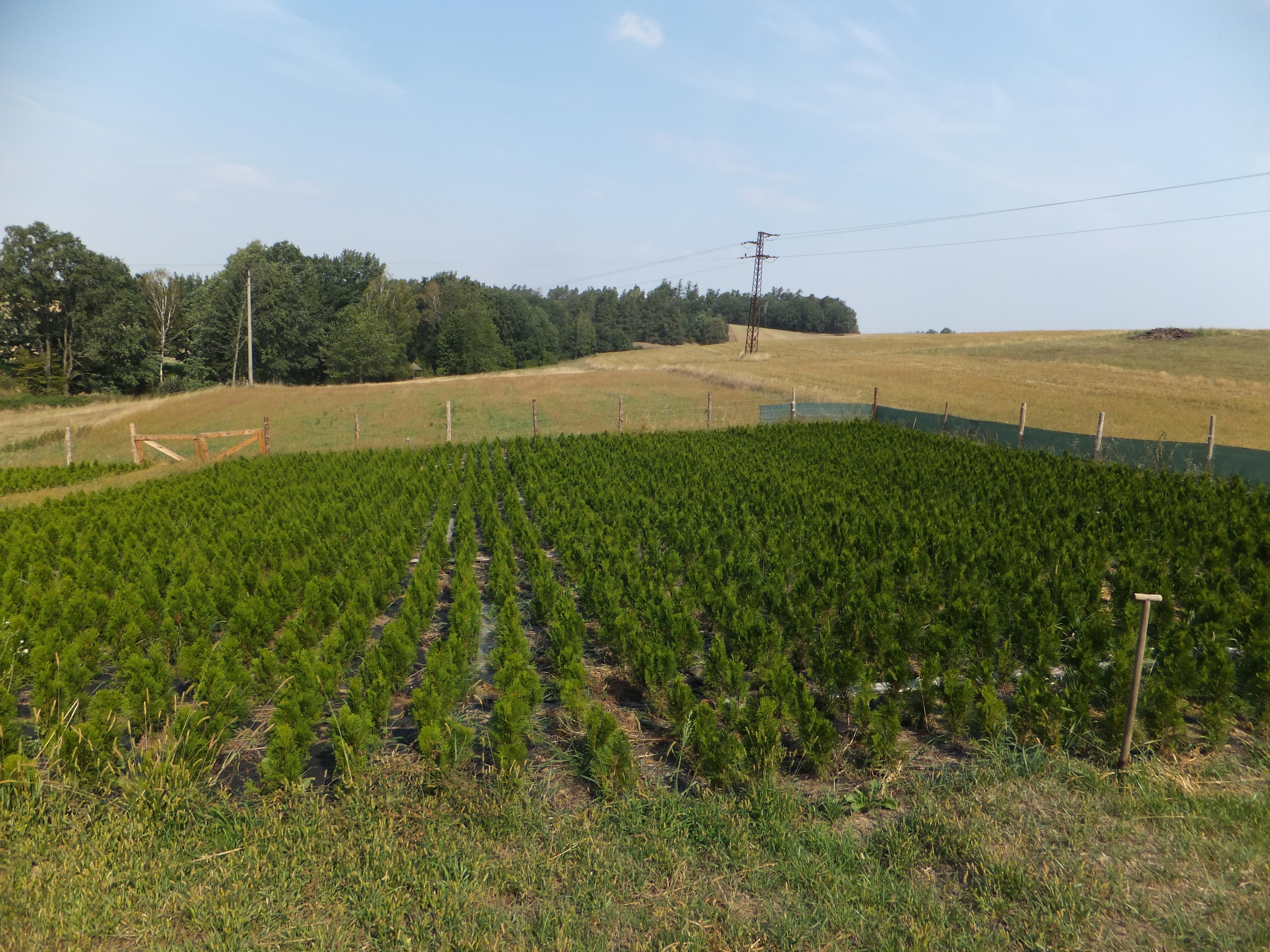 Stanislav Pleva - prodej tújí