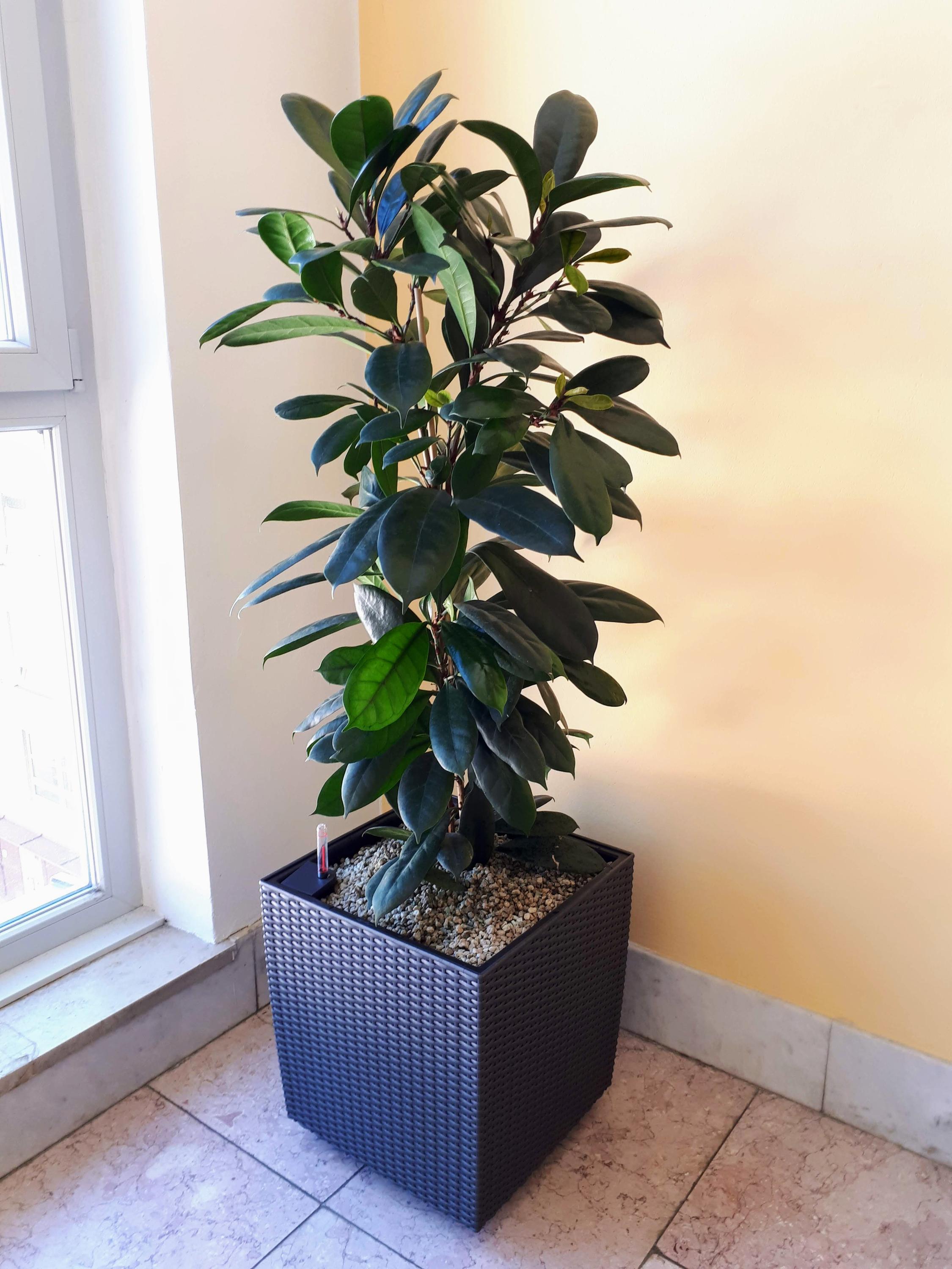 Lande - rostliny do kanceláří foto 4