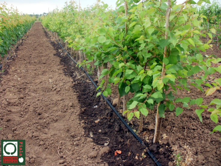 OVOCNÁ ŠKOLKA Fiala foto 2