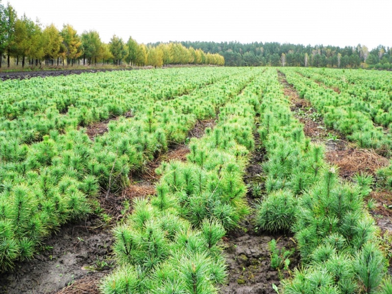 Eco Forest Sibir s.r.o. foto 6