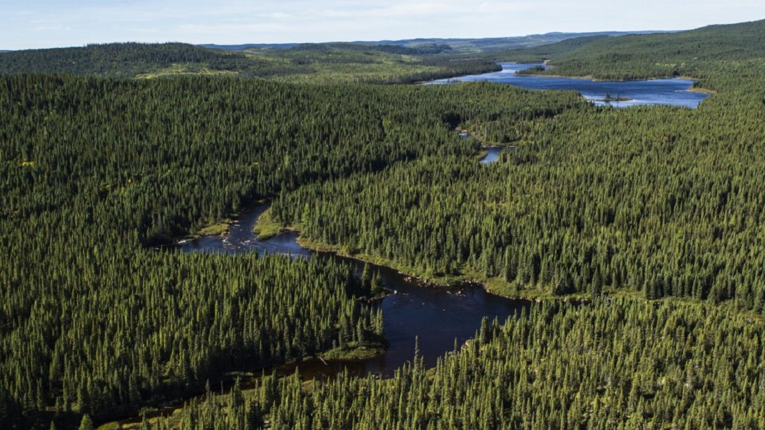 Eco Forest Sibir s.r.o. foto 5