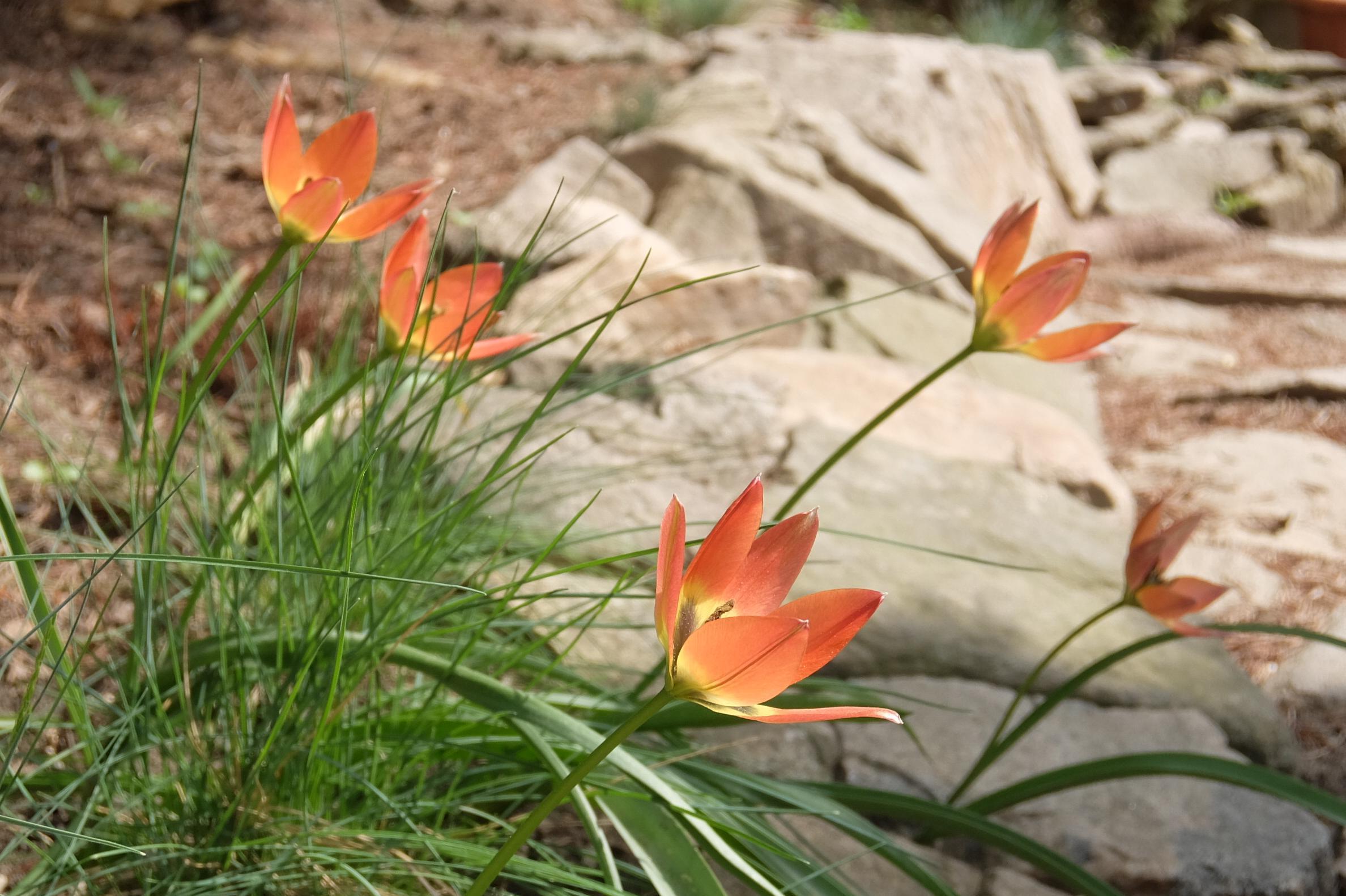 Zahradnické práce Eva Lysáková