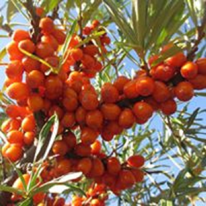 ZAHRADNICTVÍ KRUH foto 5