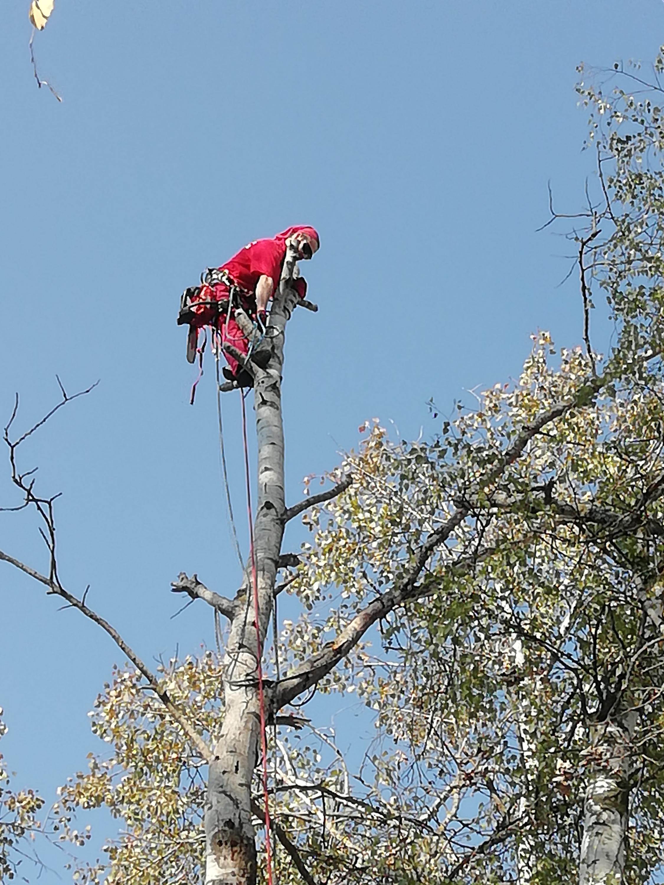 Jakub Plocek - arborista foto 2