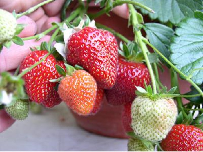 ZAHRADNICTVÍ KRUH foto 4