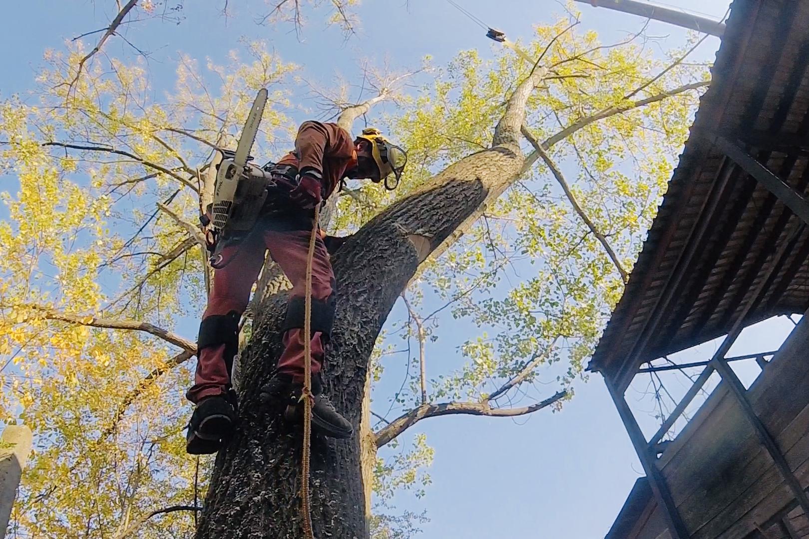 Rizikové kácení - Michal Ženíšek