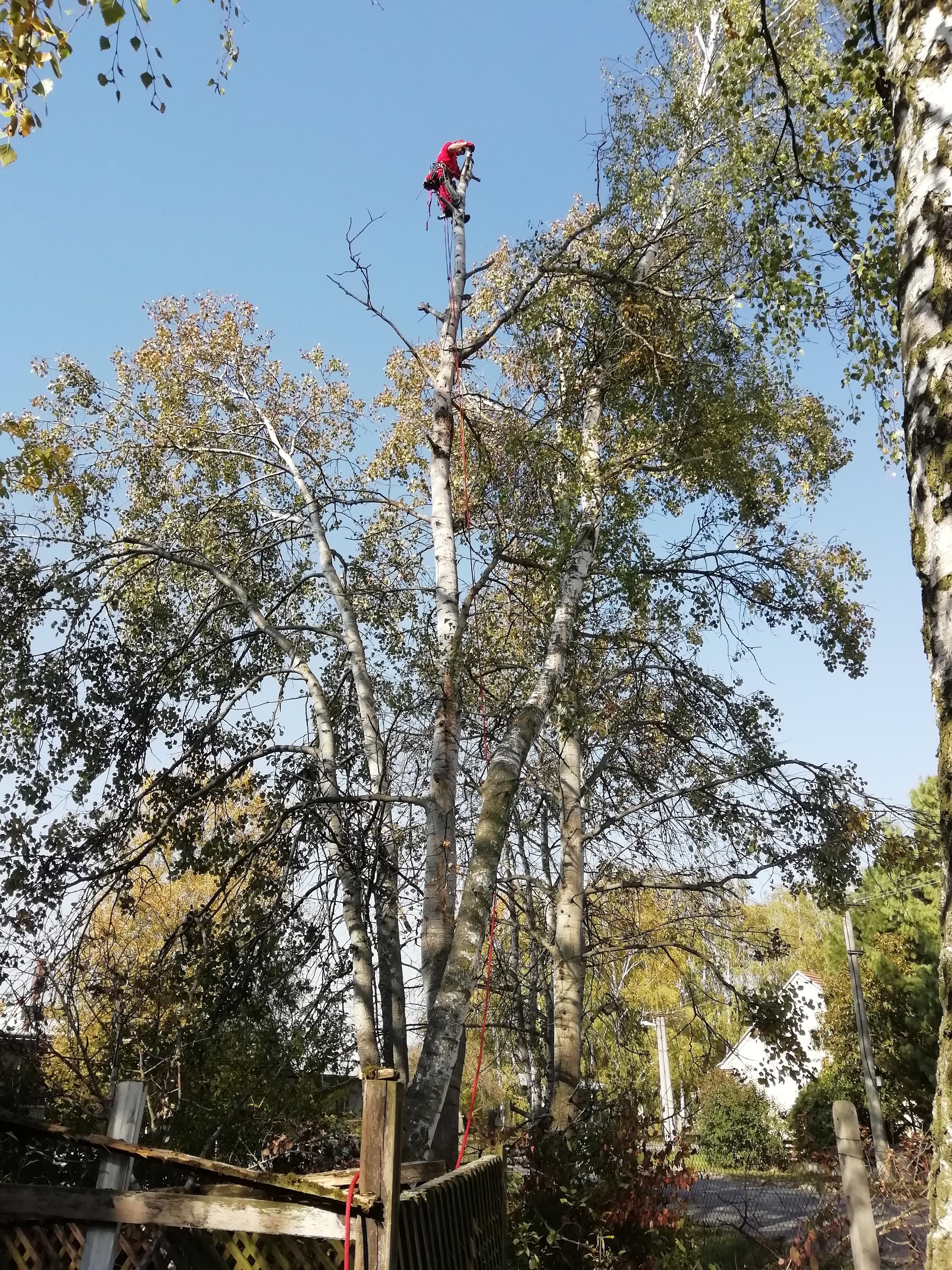 Jakub Plocek - arborista foto 3