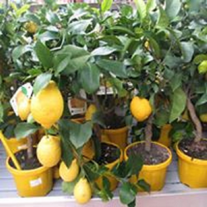 ZAHRADNICTVÍ KRUH foto 4