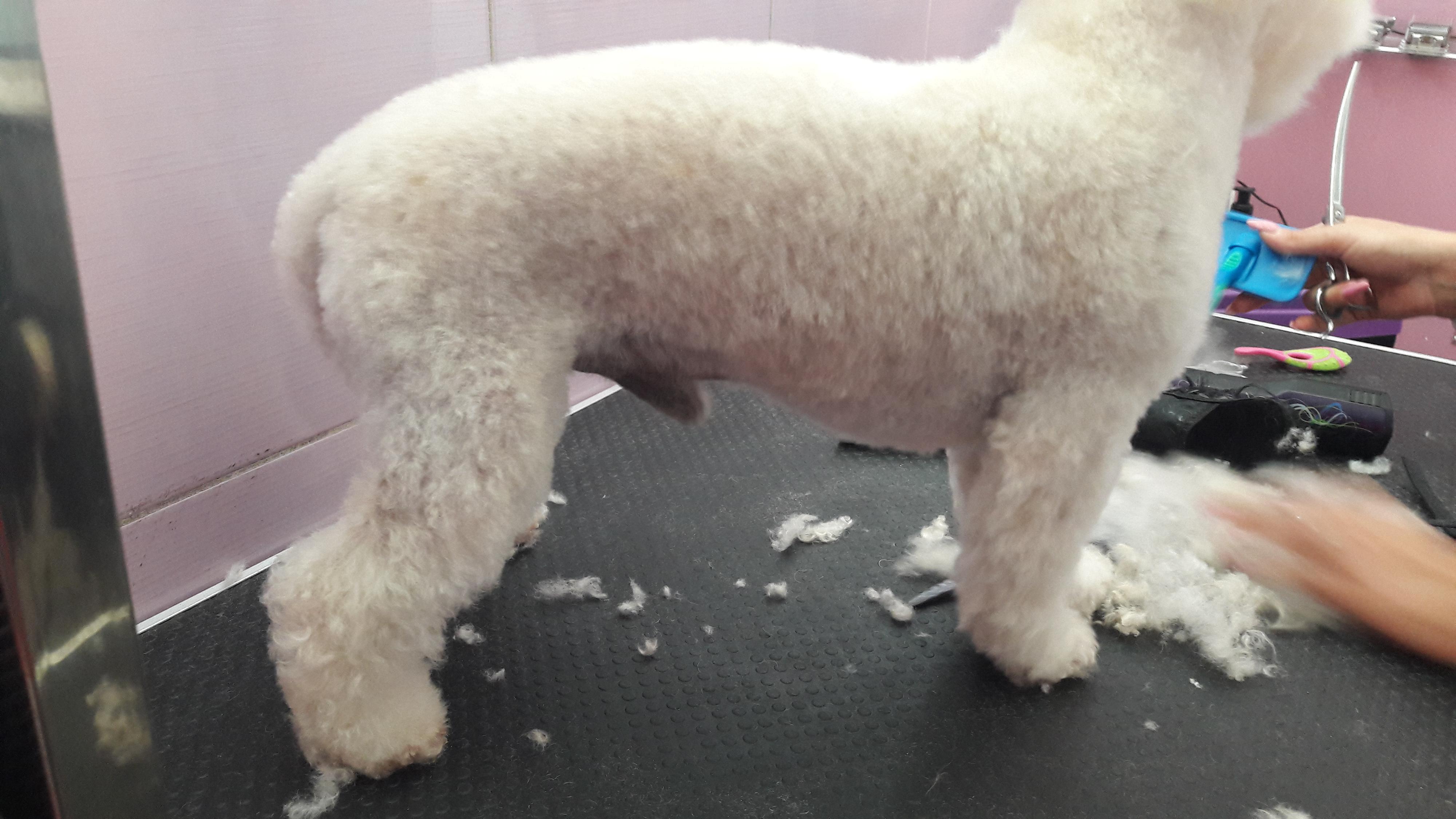 Psí škola u Míši foto 3