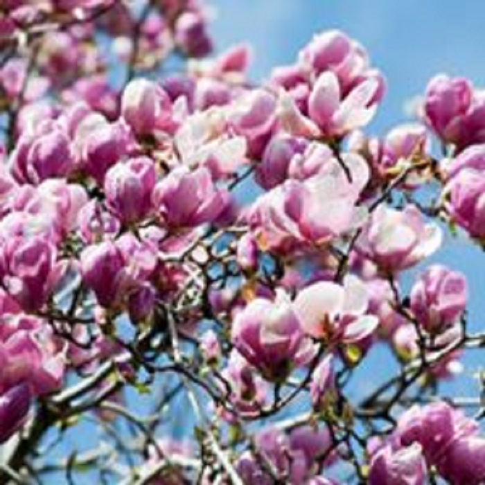 ZAHRADNICTVÍ KRUH foto 5