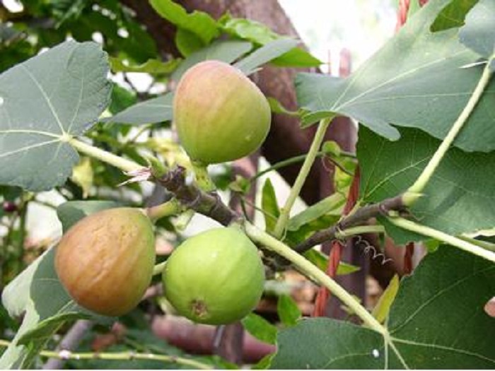 ZAHRADNICTVÍ KRUH foto 3