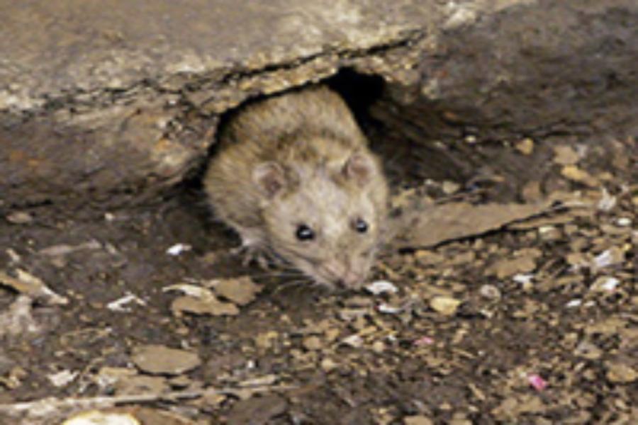 Deratizace - potkan, krysa, myš