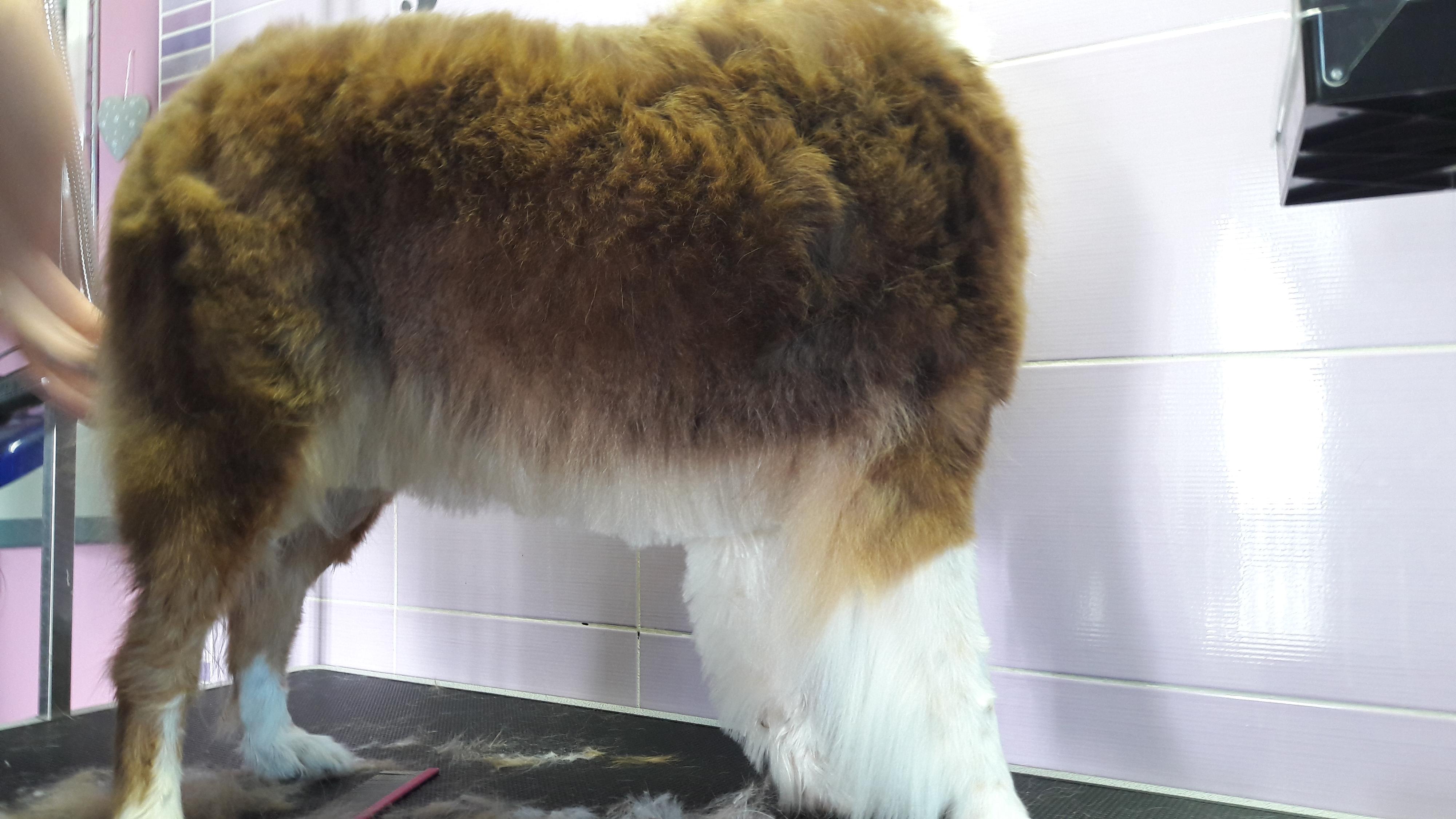 Psí škola u Míši foto 4