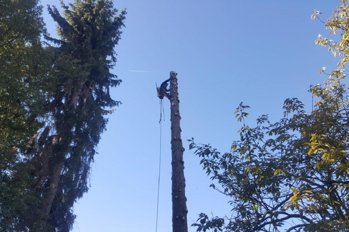 Bronislav Vopátek - rizikové kácení stromů