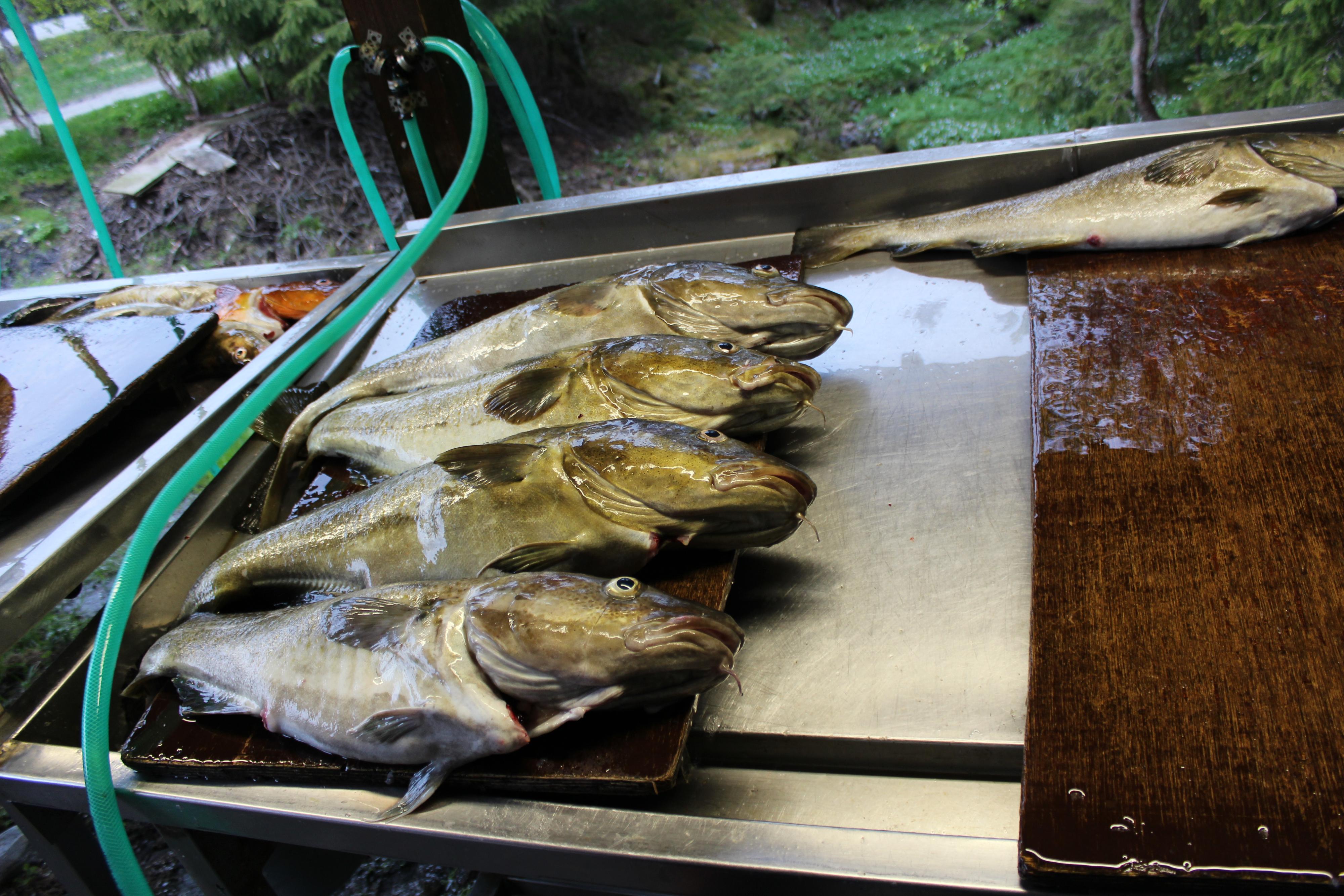 FLY TACKLE, s.r.o. foto 3